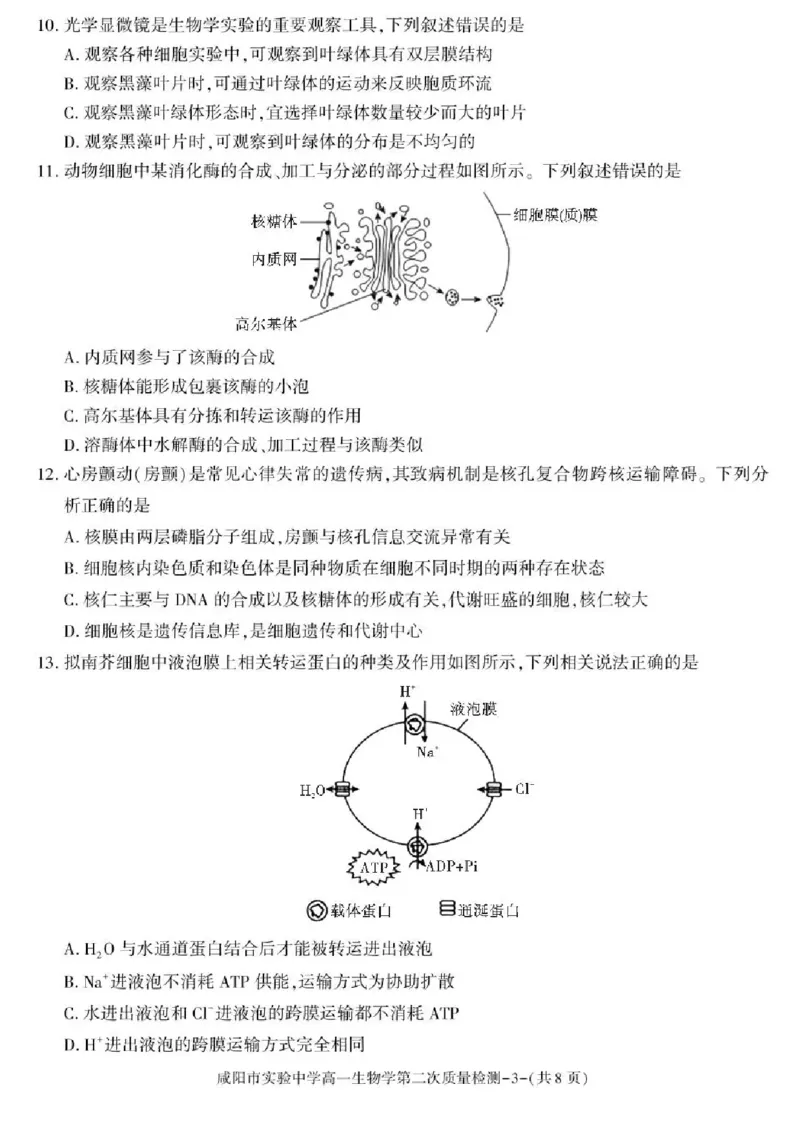 陕西省咸阳市实验中学2025-2026学年高一上学期第二次质量检测生物试卷含答案_2025年12月高一试卷_251208陕西省咸阳市实验中学2025-2026学年高一上学期第二次质量检测（全）