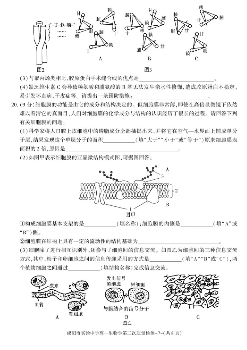 陕西省咸阳市实验中学2025-2026学年高一上学期第二次质量检测生物试卷含答案_2025年12月高一试卷_251208陕西省咸阳市实验中学2025-2026学年高一上学期第二次质量检测（全）