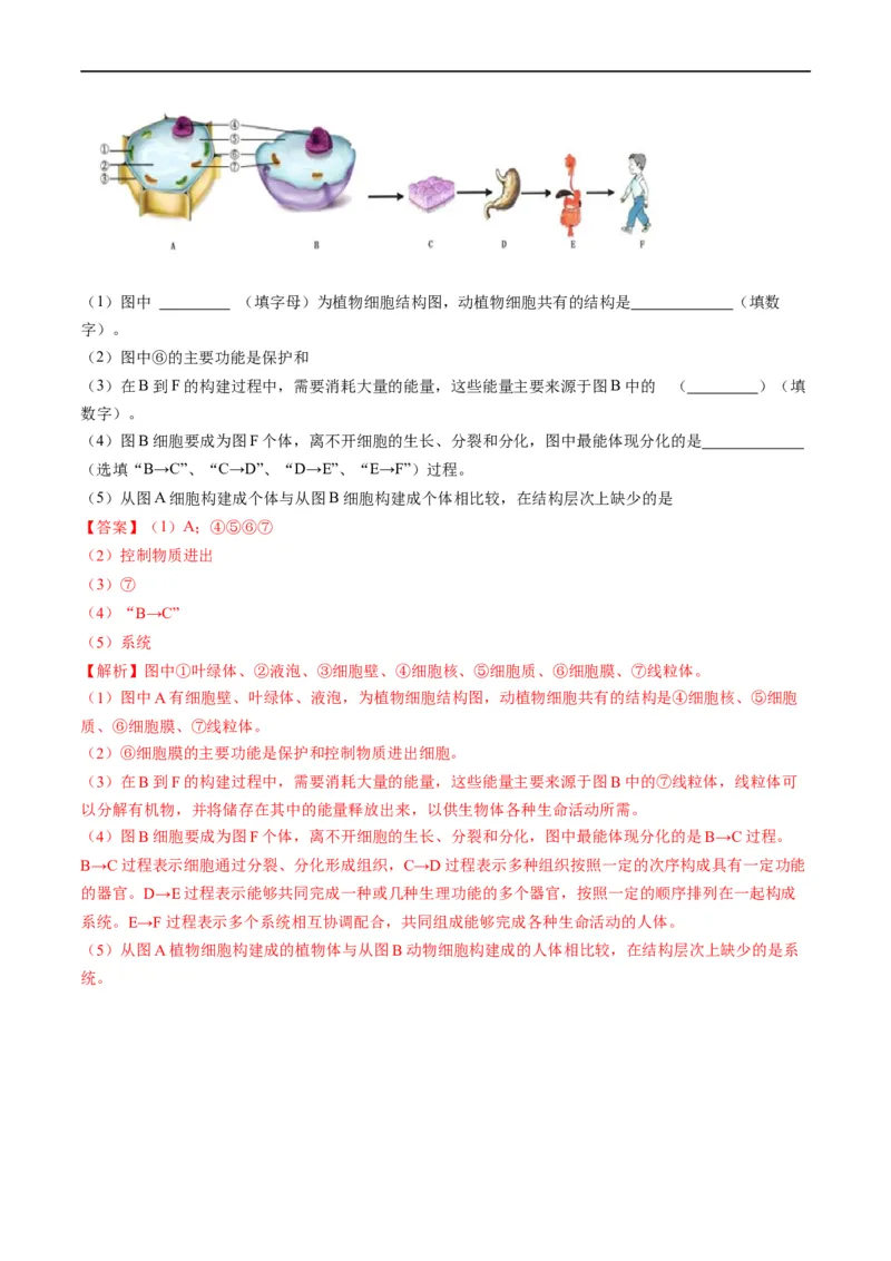 重难点02生物体的结构层次-2023年中考生物热点&middot;重点&middot;难点专练（全国通用）（解析版）_6生物中考复习_2023年中考复习资料_专项复习