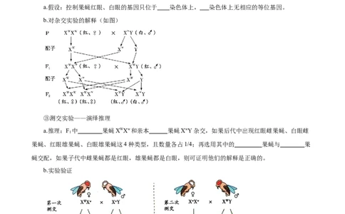 题型14基因定位（知识点归纳）（原卷版）_新高考复习资料_2023年新高考复习资料_二轮复习_技巧点拨备战2023年高考生物二轮题型复习讲解286731240