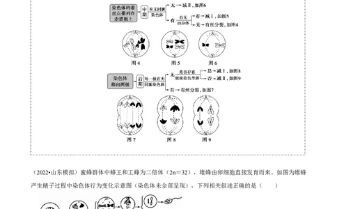 题型10构建模型，解减数分裂疑难问题（题型归纳）（原卷版）_新高考复习资料_2023年新高考复习资料_二轮复习_技巧点拨备战2023年高考生物二轮题型复习讲解286731240