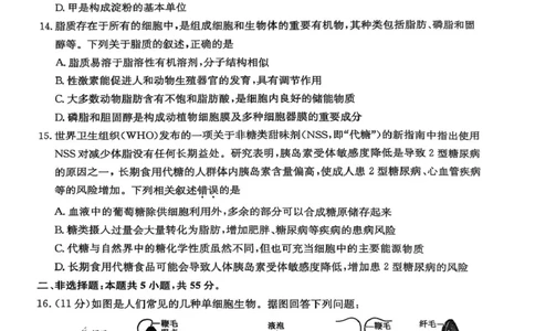 高一年级阶段联考生物_2025年10月高一试卷_251018安徽省江淮名校2025-2026学年高一上学期阶段联考_安徽省江淮名校2025&mdash;2026学年高一上学期10月阶段联考生物试题（扫描版，有答案）