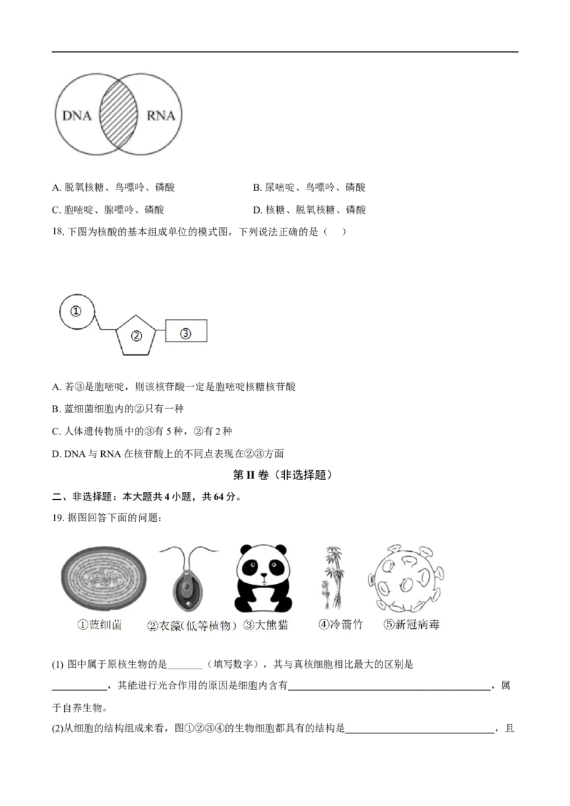 高一生物期中考试-学生用卷(1)_2025年11月高一试卷_251102湖北省黄冈市黄梅县育才高级中学2025-2026学年高一上学期10月期中（全）