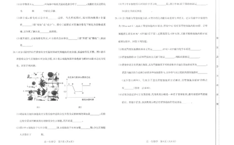 高一生物太原市2025-2026学年高一年级第一学期期末学业诊断-生物学_2026年02月高一试卷_260207山西省太原市2025-2026学年高一上学期期末学业诊断（全）