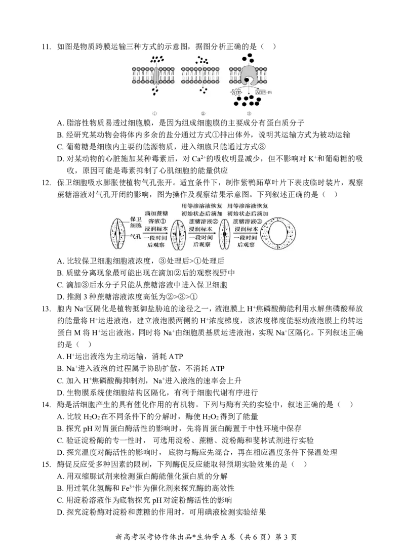 高一生物A卷试题_2024年12月试卷_1225湖北省新高考联考协作体2024-2025学年高一上学期12月联考_湖北省新高考联考协作体2024-2025学年高一上学期12月联考生物试卷含答案