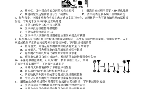 高一生物试题_2026年03月高一试卷_260329浙江四校(含精诚联盟)2025-2026学年高一下学期3月阶段检测（全科）