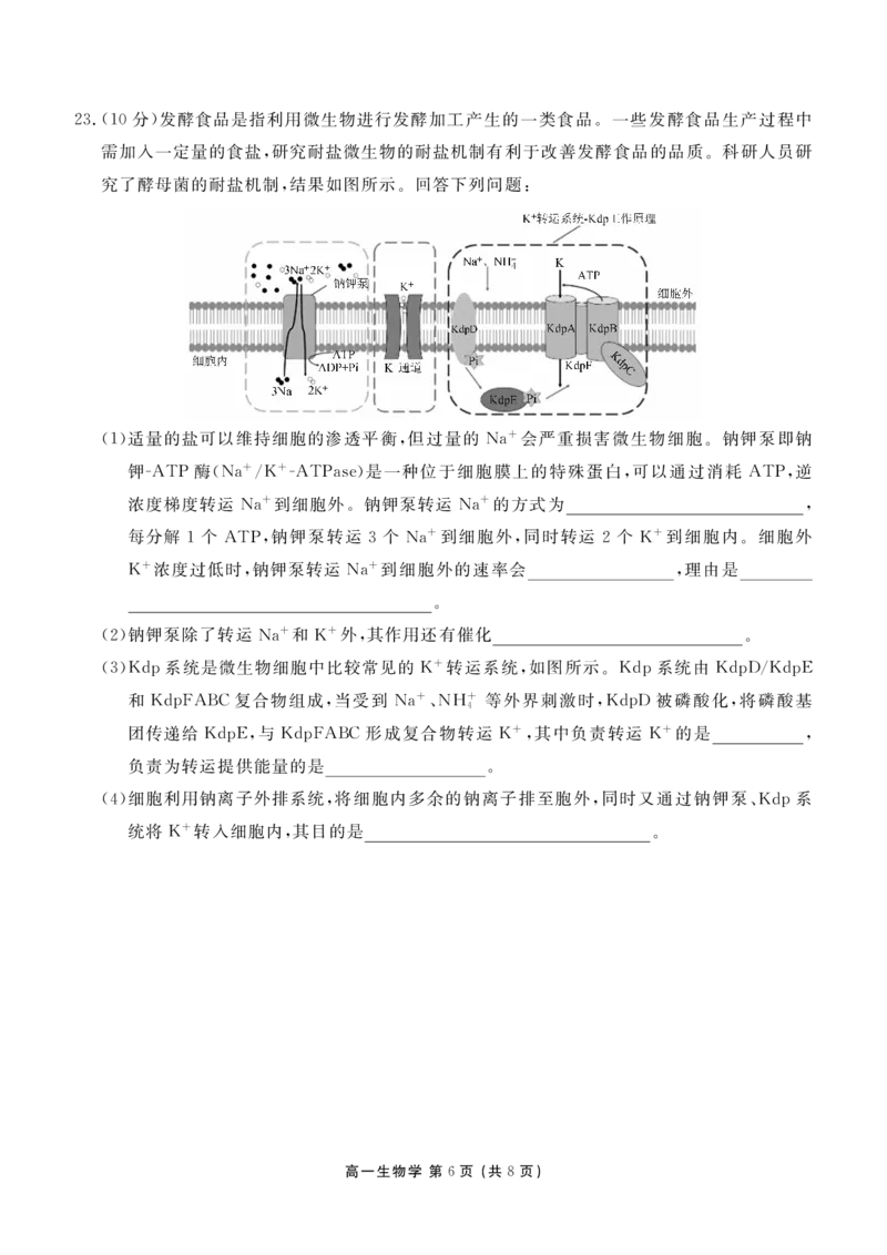 高一期末质量监测生物正文_2026年02月高一试卷_260203辽宁省点石联考2028届高一期末质量监测（全）