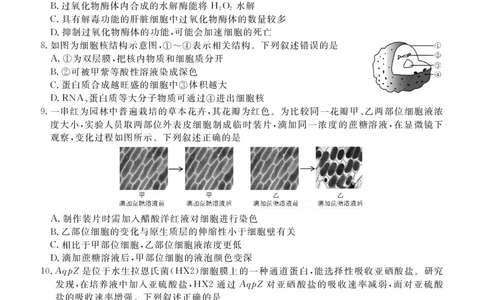 高一期末质量监测生物正文_2026年02月高一试卷_260203辽宁省点石联考2028届高一期末质量监测（全）