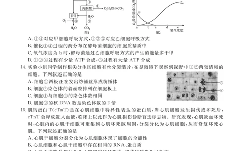 高一期末质量监测生物正文_2026年02月高一试卷_260203辽宁省点石联考2028届高一期末质量监测（全）