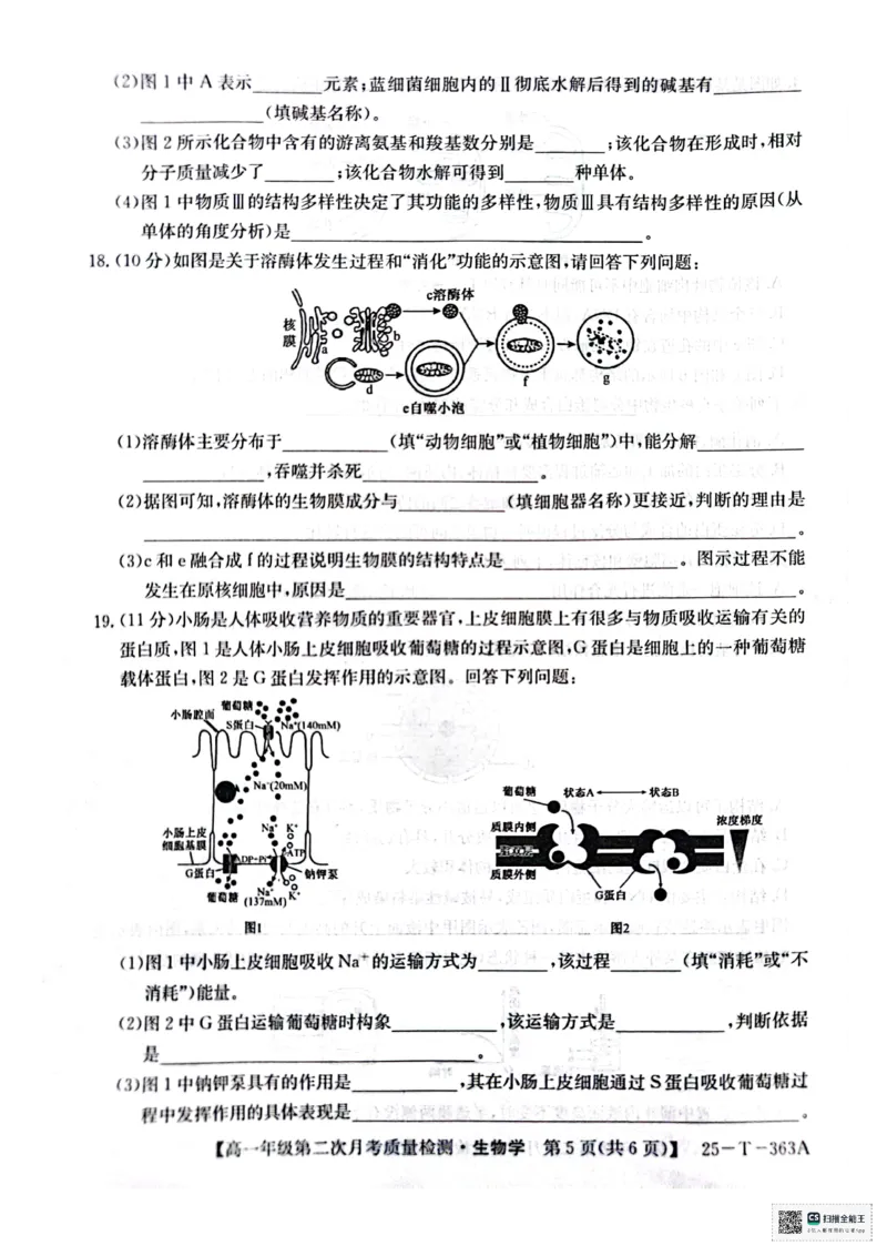 高一年级第二次月考质量检测生物_2024年12月试卷_1226陕西省榆林市府谷县部分学校2024-2025学年高一上学期12月月考试题