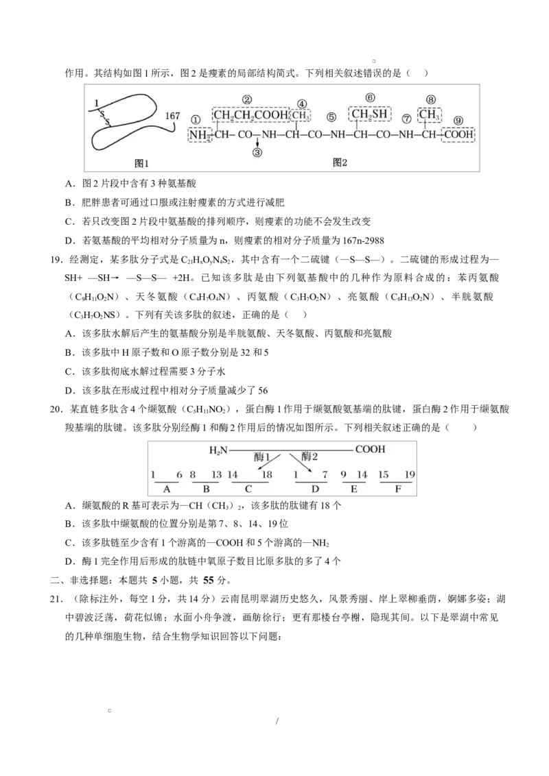 高一生物上学期第一次月考02测试范围：必修1第1章-第2章第4节（考试版）（人教版2019）_2025年10月高一试卷_2510032025-2026学年高一生物上学期第一次月考