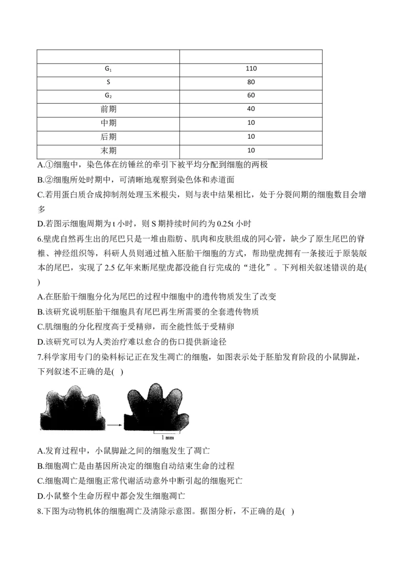 （7）细胞的生命历程&mdash;&mdash;2025届高考生物二轮复习易错重难提升（含解析）_2025年新高考资料_二轮复习_2025届高考生物二轮复习易错重难提升（含解析）