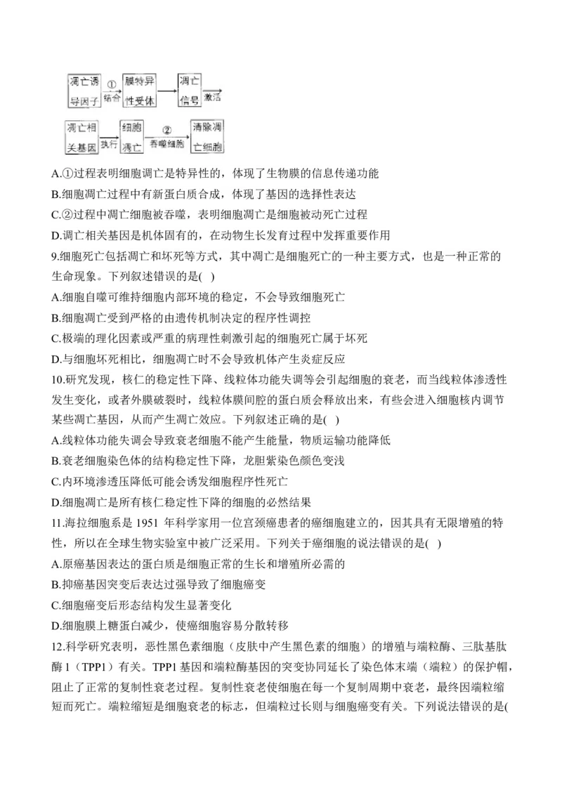 （7）细胞的生命历程&mdash;&mdash;2025届高考生物二轮复习易错重难提升（含解析）_2025年新高考资料_二轮复习_2025届高考生物二轮复习易错重难提升（含解析）