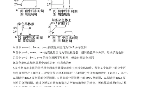 （7）细胞的生命历程&mdash;&mdash;2025届高考生物二轮复习易错重难提升（含解析）_2025年新高考资料_二轮复习_2025届高考生物二轮复习易错重难提升（含解析）