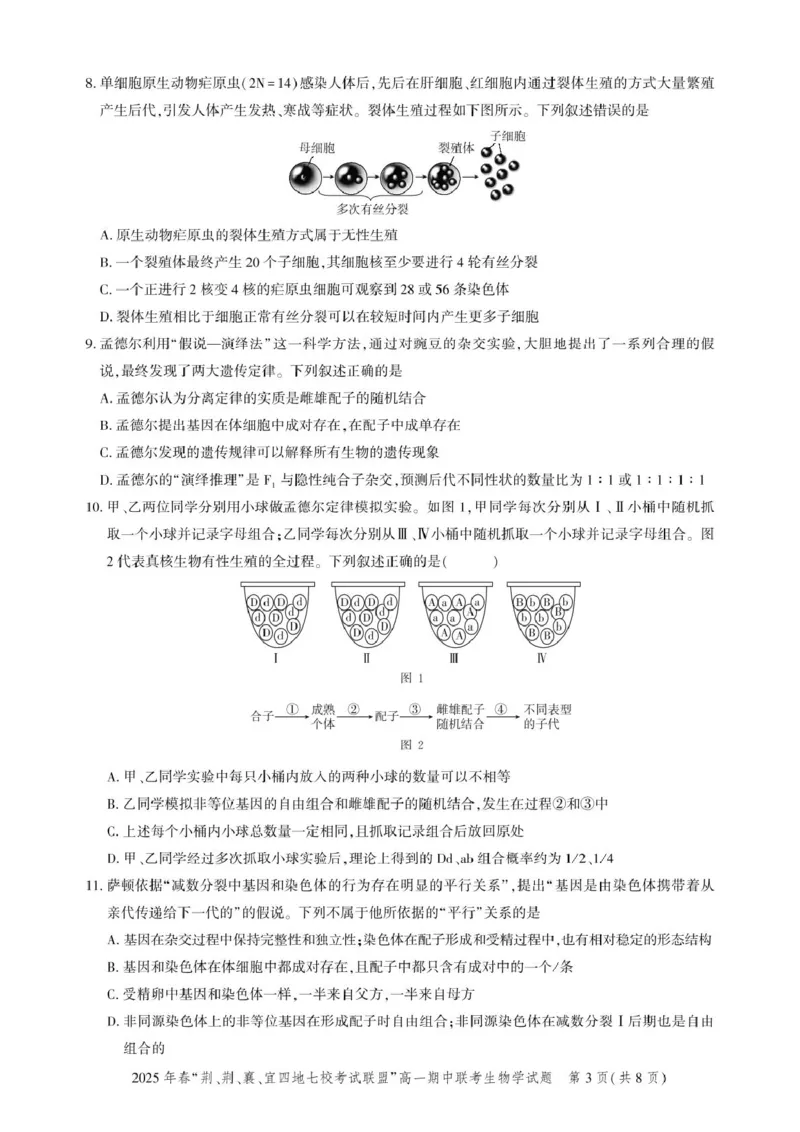高一期中联考-生物试卷_2025年05月试卷_0521湖北省&ldquo;荆、荆、襄、宜四地七校考试联盟&rdquo;2024-2025学年高一下学期期中联考