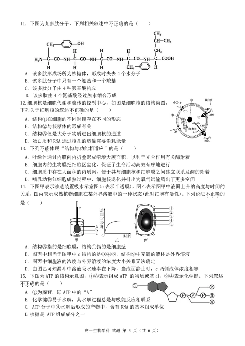 高一生物试题_2024年11月试卷_1119浙江省温州市新力量联盟2024-2025学年高一上学期期中联考_浙江省温州新力量联盟2024-2025学年高一上学期期中联考生物试题