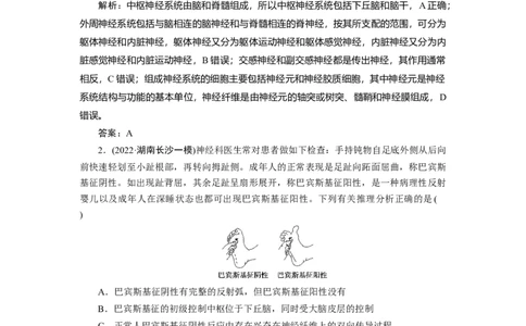 高中生物一轮复习专题训练：第24讲神经调节（word含解析）_新高考复习资料_2023年新高考复习资料_一轮复习_名师精选2023届新高考生物一轮复习专题训练卷(word版含解析）