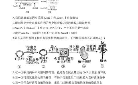 （24）基因工程与细胞工程&mdash;&mdash;2025届高考生物二轮复习易错重难提升学案（含解析）_2025年新高考资料_二轮复习_2025届高考生物二轮复习易错重难提升（含解析）