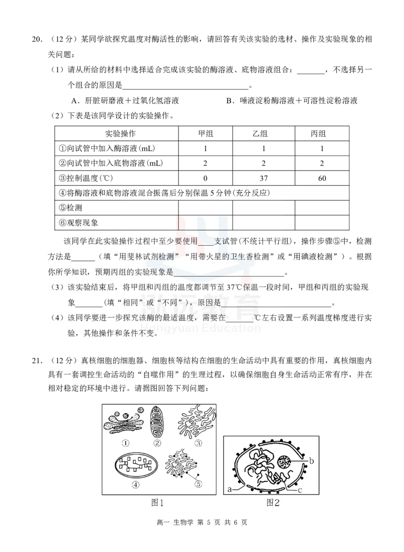 高一生物试卷_2024年12月试卷_1207广西河池市2024-2025学年高一上学期12月联盟考试_广西河池市2024-2025学年高一上学期12月联盟考试生物