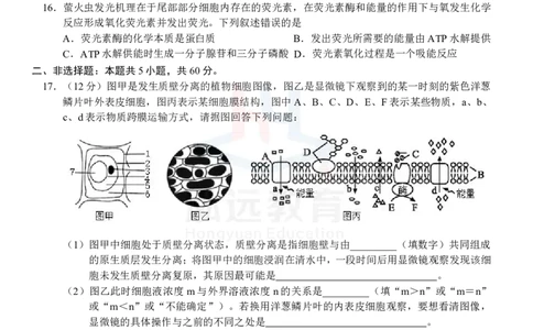高一生物试卷_2024年12月试卷_1207广西河池市2024-2025学年高一上学期12月联盟考试_广西河池市2024-2025学年高一上学期12月联盟考试生物