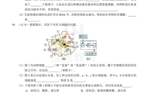 高一生物试卷_2024年12月试卷_1207广西河池市2024-2025学年高一上学期12月联盟考试_广西河池市2024-2025学年高一上学期12月联盟考试生物