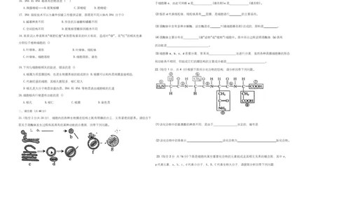 高一生物学试题_2025年12月高一试卷_251216新疆维吾尔自治区喀什地区英吉沙县县多校2025-2026学年高一上学期12月期中