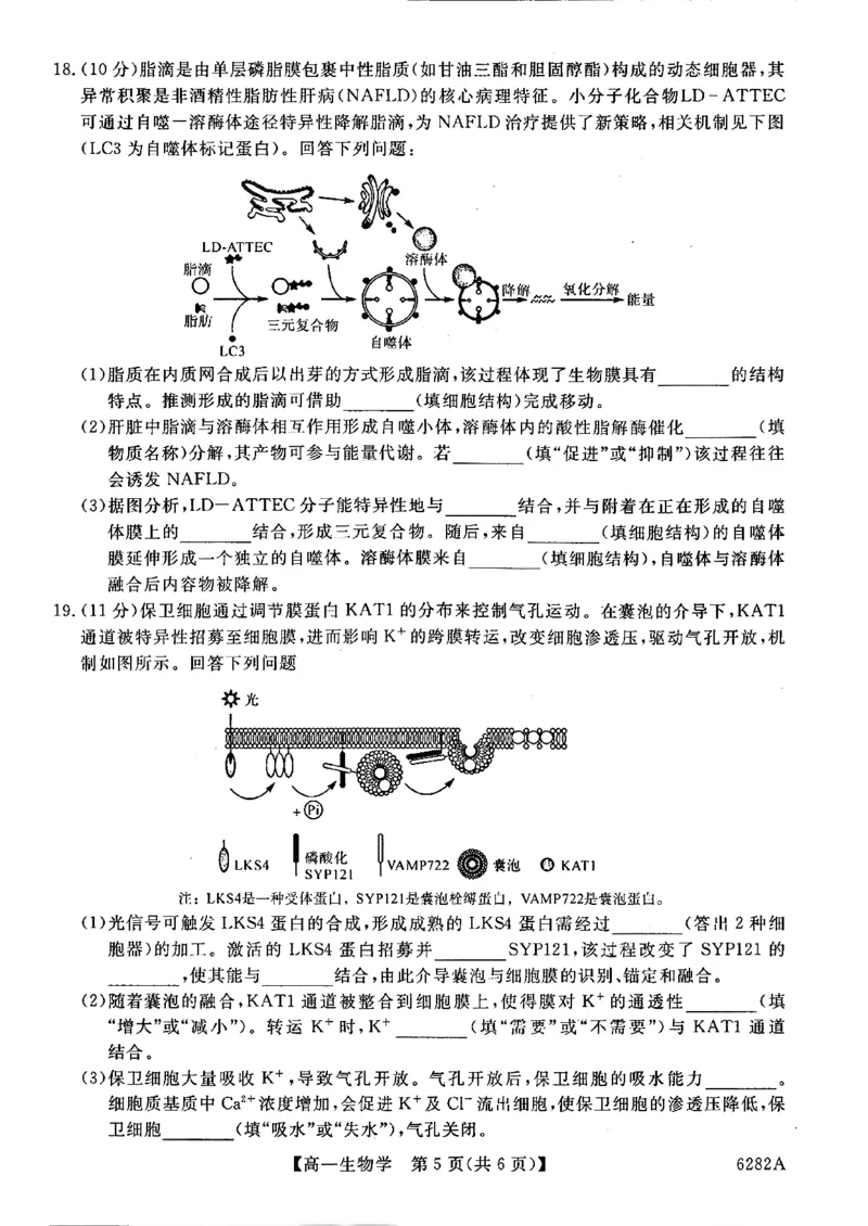 高一年级1月测评生物试题_2026年01月高一试卷_260129河南省新未来2025-2026学年高一上学期1月测评_河南省南阳市新未来2025-2026学年高一上学期1月月考生物试题含答案