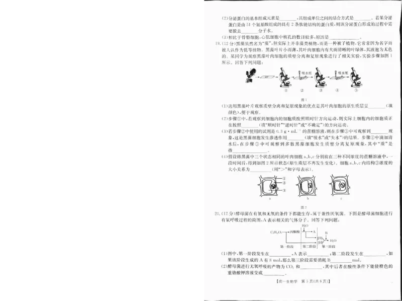 高一生物1_2025年01月试卷_0120金太阳广西2024-2025学年高一上学期12月阶段性考试_广西部分学校2024-2025学年高一上学期12月阶段性考试生物试题