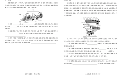 高一生物正文（2025-2026学年度11月份联考）_2025年11月高一试卷_251122广东衡水金卷&middot;2025-2026学年度高一上学期11月份联考（全）