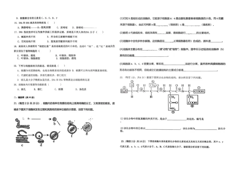高一生物_2025年12月高一试卷_251216新疆维吾尔自治区喀什地区英吉沙县县多校2025-2026学年高一上学期12月期中