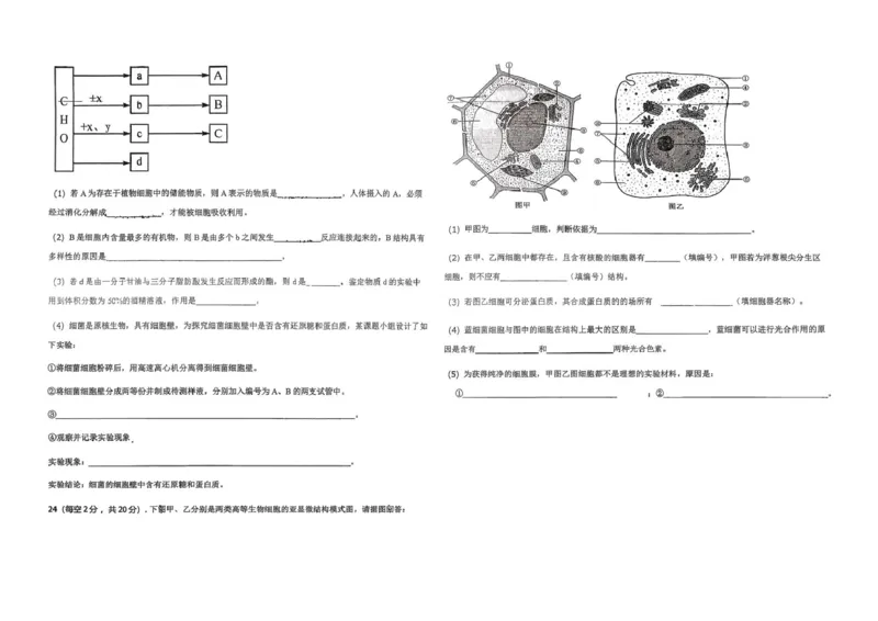 高一生物_2025年12月高一试卷_251216新疆维吾尔自治区喀什地区英吉沙县县多校2025-2026学年高一上学期12月期中