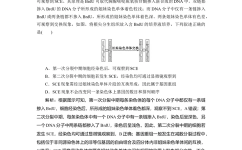 高中生物一轮复习专题训练：第11讲细胞的增殖（word含解析）_新高考复习资料_2023年新高考复习资料_一轮复习_名师精选2023届新高考生物一轮复习专题训练卷(word版含解析）