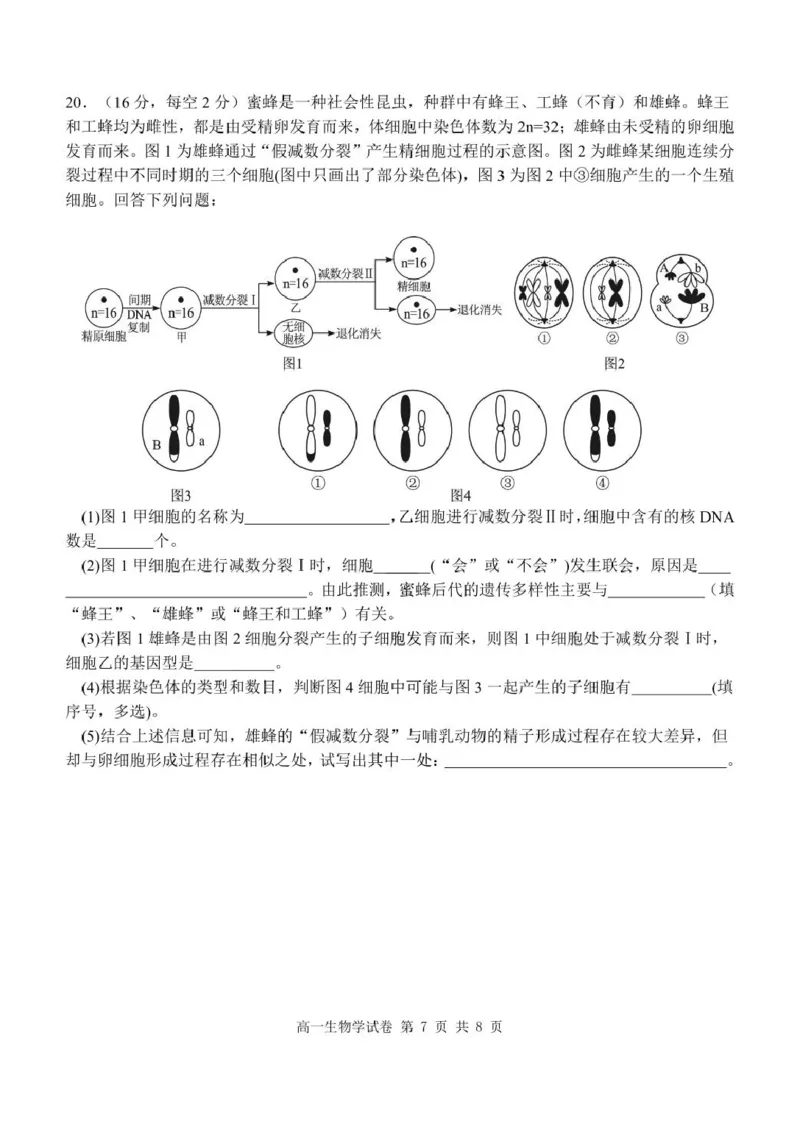 高一生物学试卷_2025年05月试卷_0513湖北省武汉市部分省级示范高中2024-2025学年高一下学期4月期中测试