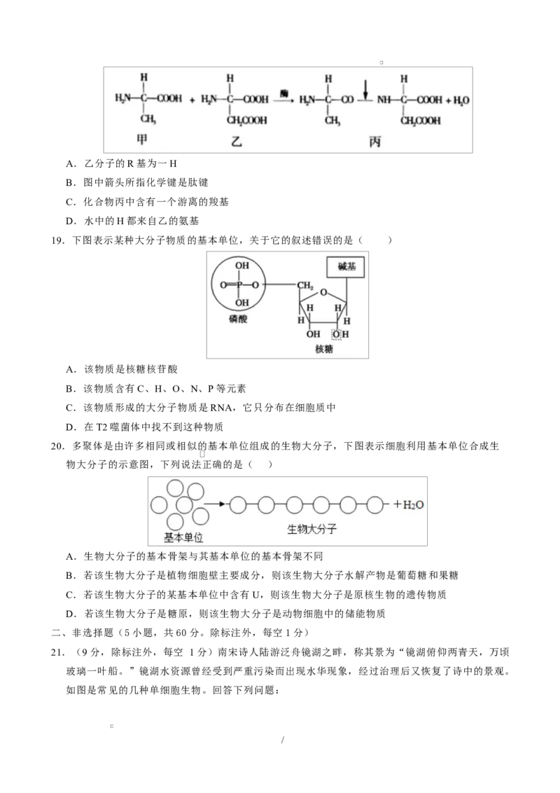 高一生物上学期第一次月考测试范围：人教版2019必修1第1第1章~第2章（安徽专用）（考试版）_2025年10月高一试卷_2510032025-2026学年高一生物上学期第一次月考