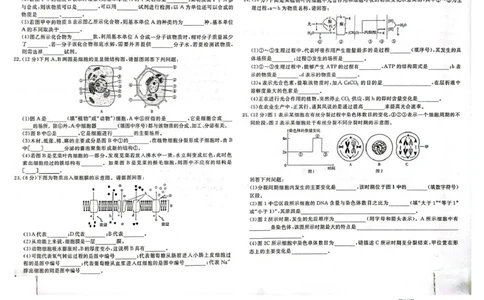 高一生物高一生物_2025年05月试卷_0523江西省赣州市大余县部分学校2024-2025学年高一下学期4月期中联考