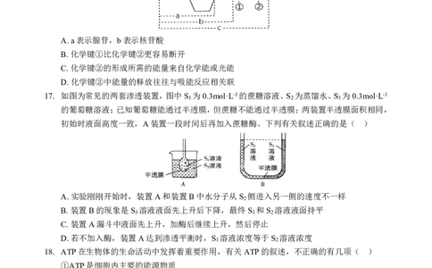 高一生物B卷试题_2024年12月试卷_1225湖北省新高考联考协作体2024-2025学年高一上学期12月联考_湖北省新高考联考协作体2024-2025学年高一上学期12月联考生物试卷含答案