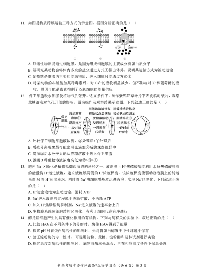 高一生物B卷试题_2024年12月试卷_1225湖北省新高考联考协作体2024-2025学年高一上学期12月联考_湖北省新高考联考协作体2024-2025学年高一上学期12月联考生物试卷含答案