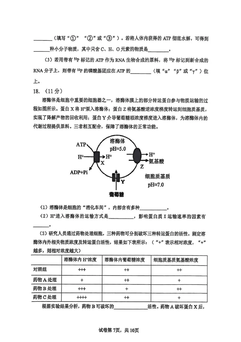 高一生物试卷_2026年02月高一试卷_260219河南省实验中学2025-2026高一上学期期末（全）_河南省实验中学2025-2026高一上学期期末生物试题含答案