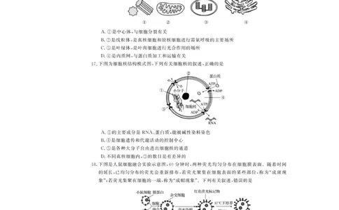 高一试题_2025年12月高一试卷_251202浙江省强基联盟2025-2026学年高一上学期11月期中_浙江省强基联盟2025-2026学年高一上学期11月期中生物试题（图片版，含答案）