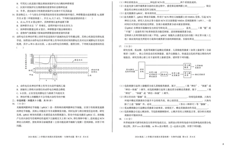 2024级高二上学期2月初期末质量检测生物A_2026年02月高二试卷_260214安徽省A10联盟2024级高二上学期2月初期末质量检测（全科）