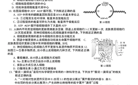 2601+宁波九校联考高一期末生物试卷_2026年02月高一试卷_260213浙江省宁波市九校2025-2026学年高一上学期期末联考（全）