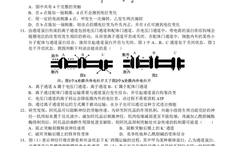 四川省泸州市三校联盟2025-2026学年高二上学期第一次联合考试生物学试题（原卷）_2026年02月高二试卷_260206四川省泸州市三校联盟2025-2026学年高二上学期第一次联合考试（全）