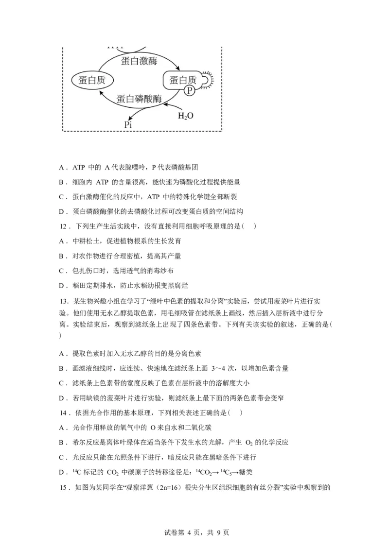 湖北省孝感市湖北省楚天协作体2025-2026学年高一下学期3月阶段检测生物试题（含答案）_2026年03月高一试卷_260325湖北省楚天协作体2025-2026学年高一下学期3月阶段检测