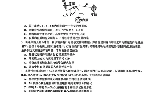 四川省成都市树德中学2025-2026学年高二上学期期末考试生物试题（图片版，含答案）_2026年02月高二试卷_260205四川省成都市树德中学2025-2026学年高二上学期期末（全）