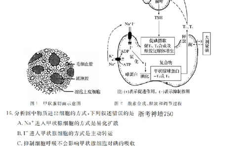 生物卷-2603高二强基联盟_2026年03月高二试卷_260308浙江强基联盟2026年3月高二联考