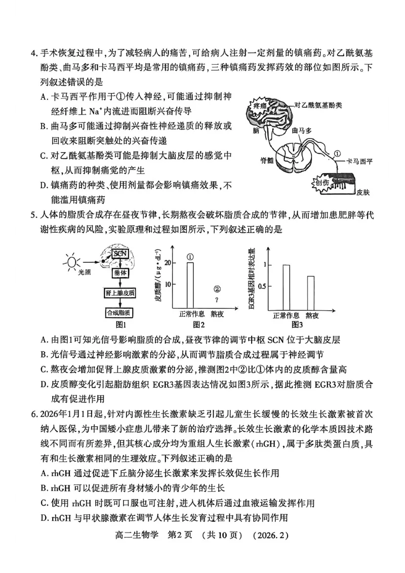生物试卷_2026年02月高二试卷_260214河南省洛阳市2025-2026学年高二上学期2月期末考试（全）_河南省洛阳市2025-2026学年高一上学期2月期末考试生物试题含答案