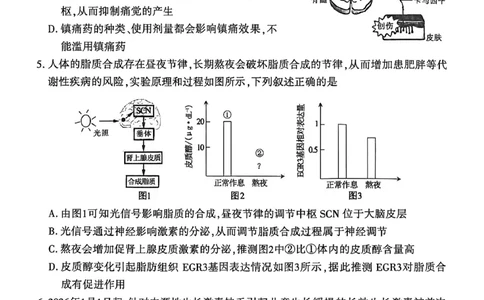 生物试卷_2026年02月高二试卷_260214河南省洛阳市2025-2026学年高二上学期2月期末考试（全）_河南省洛阳市2025-2026学年高一上学期2月期末考试生物试题含答案