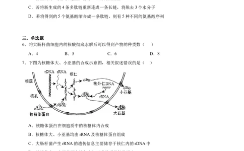 河北安平中学2025-2026学年高一下学期寒假作业测试生物试卷_2026年03月高一试卷_260317河北安平中学2025-2026学年高一下学期寒假作业测试试卷