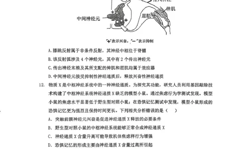 湖北黄石市2025-2026学年高二上学期2月期末生物试题（图片版，无答案）_2026年02月高二试卷_260222湖北省黄石市2025-2026学年高二上学期2月期末
