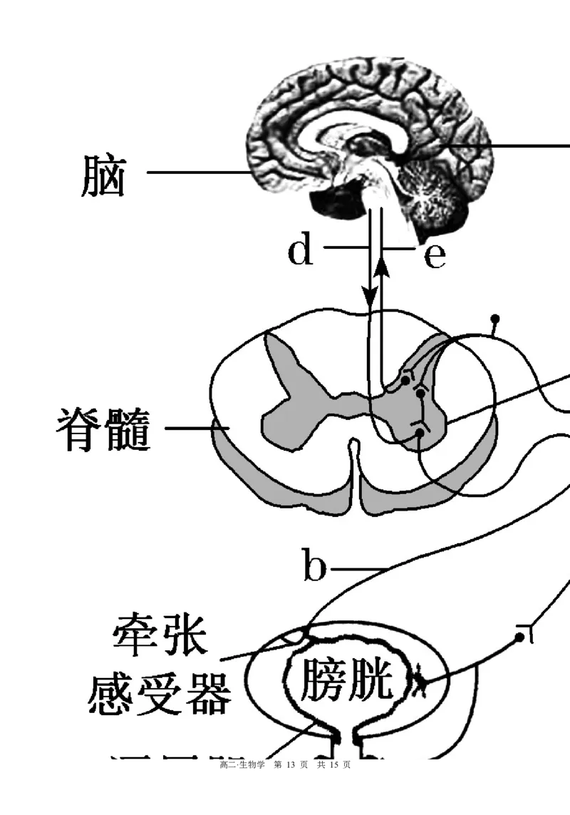 四川省泸州市三校联盟2025-2026学年高二上学期第一次联合考试生物学试题（试卷）_2026年02月高二试卷_260206四川省泸州市三校联盟2025-2026学年高二上学期第一次联合考试（全）
